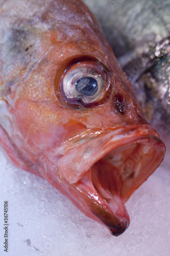 close-up of a red mullet