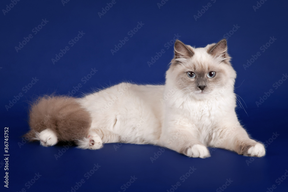 Young color point siberian cat on dark blue background Young color point siberian cat on dark blue background