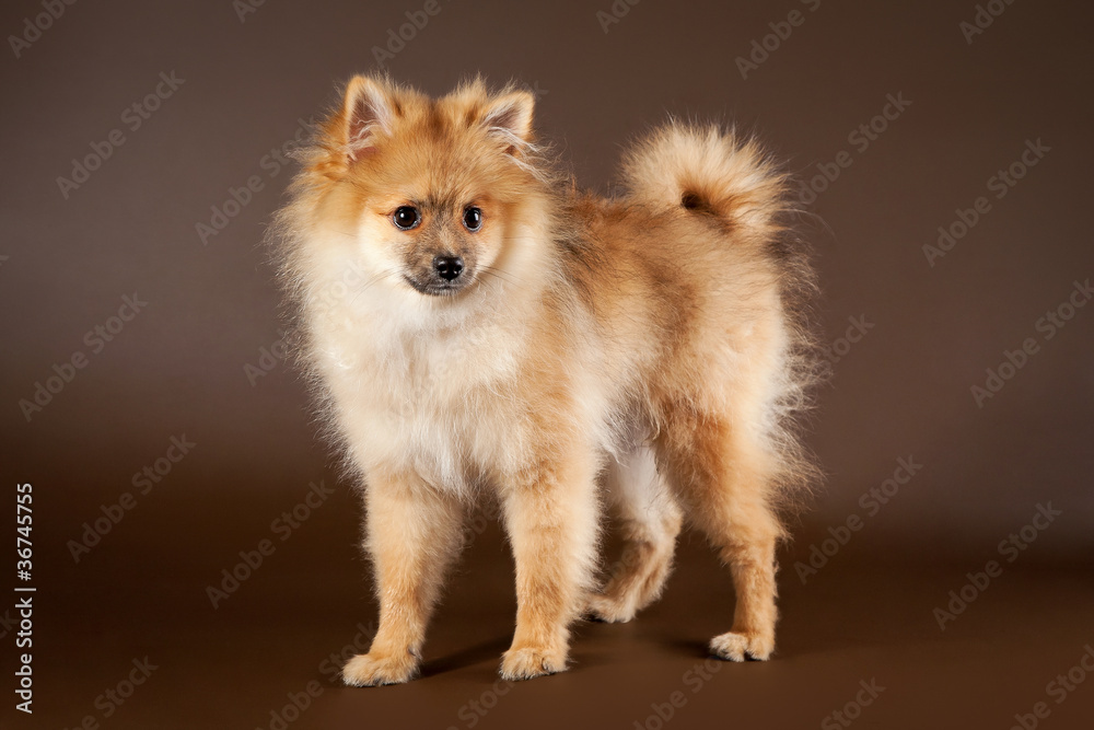 German Spitz Puppy On Dark Brown Background Stock Photo Adobe Stock