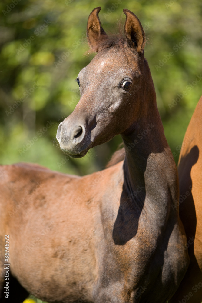 Fototapeta premium Araber