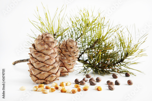 Obraz na plátně Cedar cones and nuts