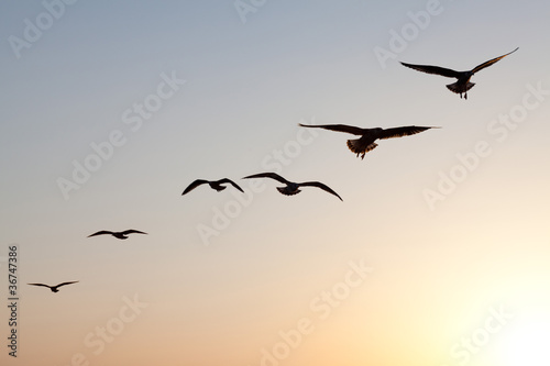 Obraz na plátně seagulls sunset