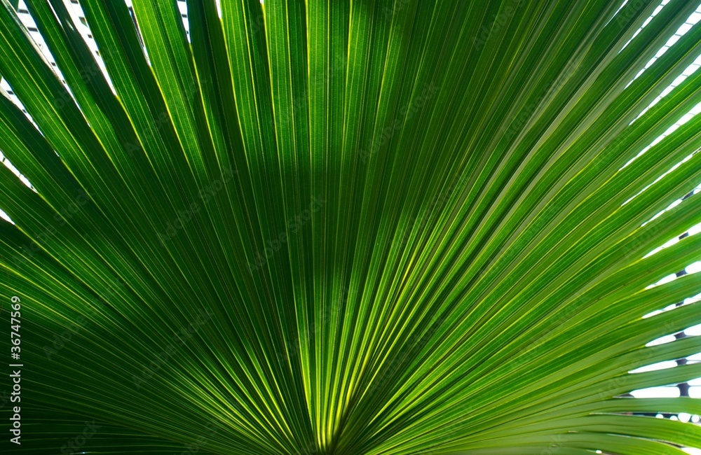 Palm leaf background. Palm leaf background.