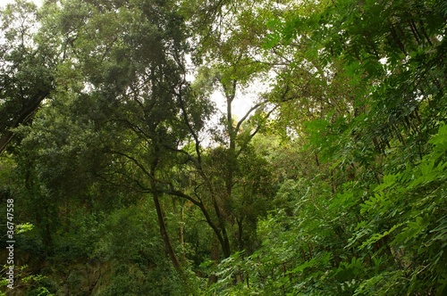 Beautiful tropical forest.