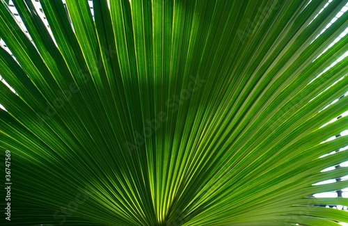 Palm leaf background.