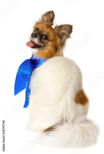 Papillon dog breed with a blue bow, isolated photo