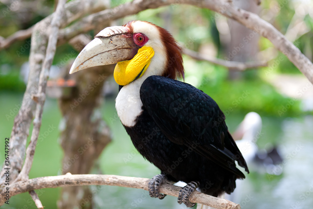 Male Bar-pouched Wreathed Hornbill Male Bar-pouched Wreathed Hornbill