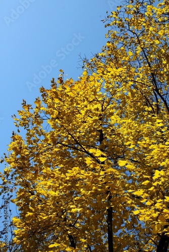 Fototapeta Naklejka Na Ścianę i Meble -  autumn and yellow leaves
