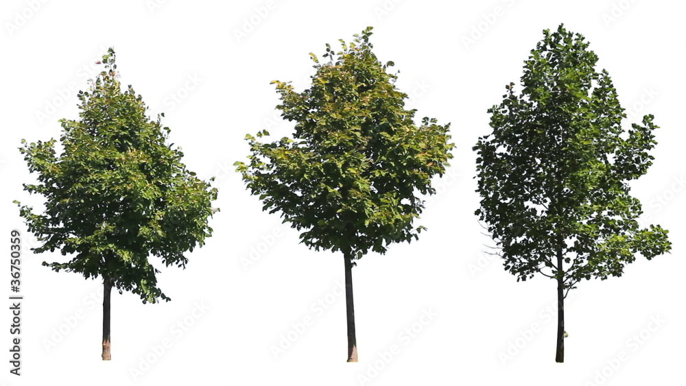 Three Trees on White