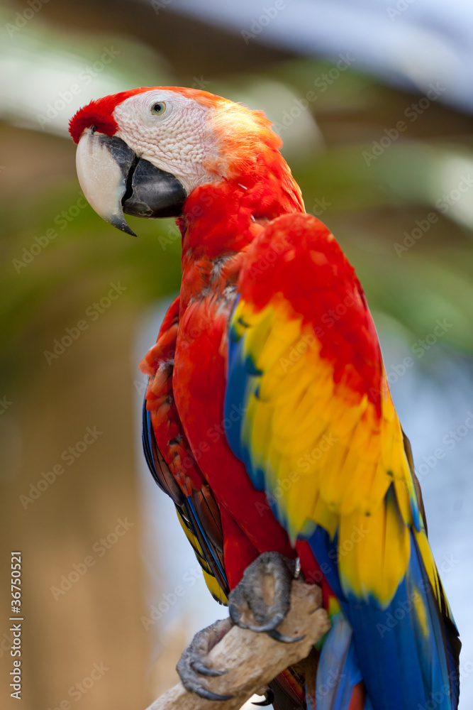 Nice parrot - Scarlet Macaw