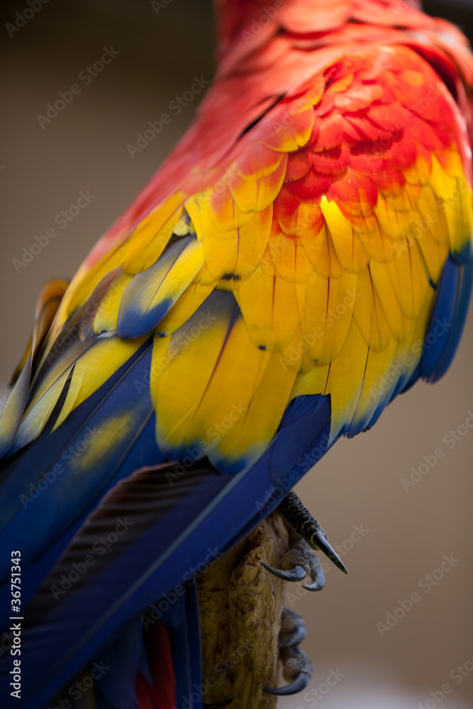 Fototapeta premium Nice parrot - Scarlet Macaw