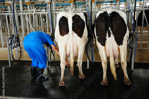 Milking production
