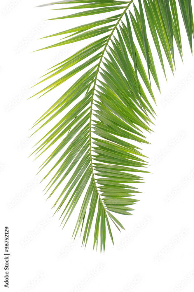 green palm leaf green palm leaf