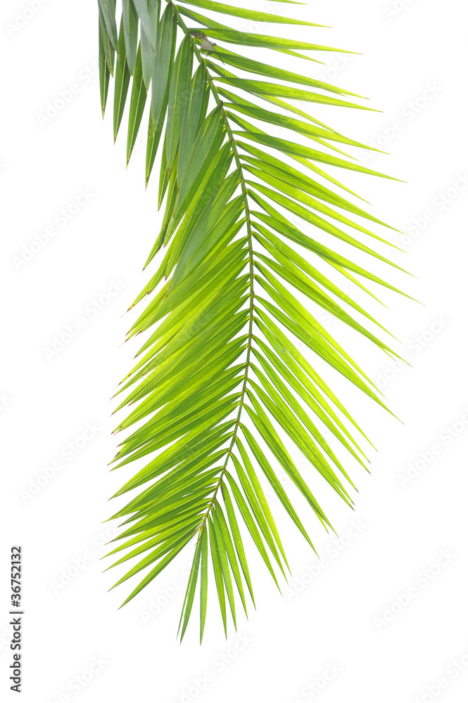 Obraz premium green palm leaf