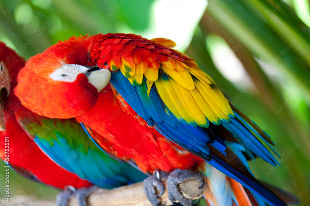 Obraz premium Nice parrots - Scarlet Macaw