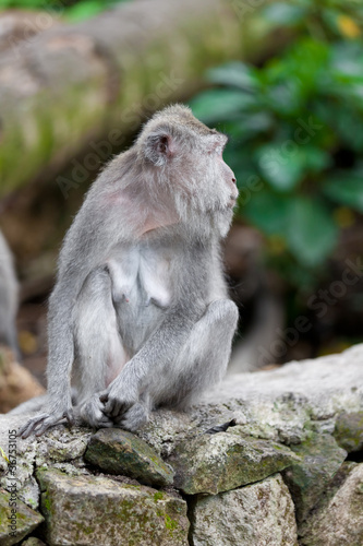 Sweet Little Monkeys - The Everyday Life