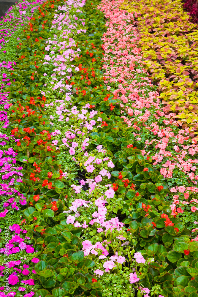 Obraz premium Close-up of flower bed in the garden