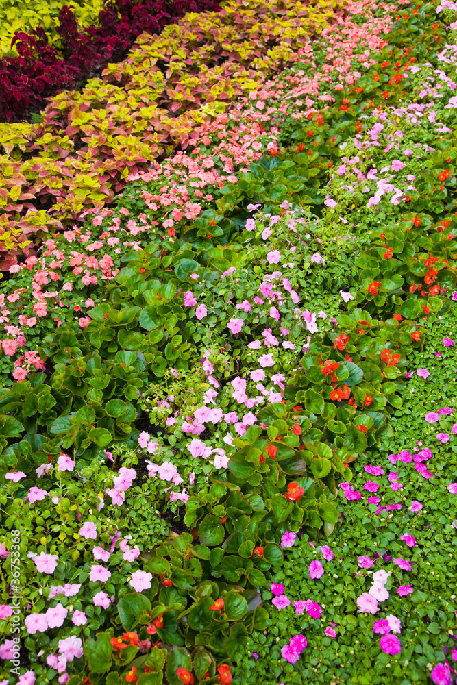 Close-up of flower bed in the garden