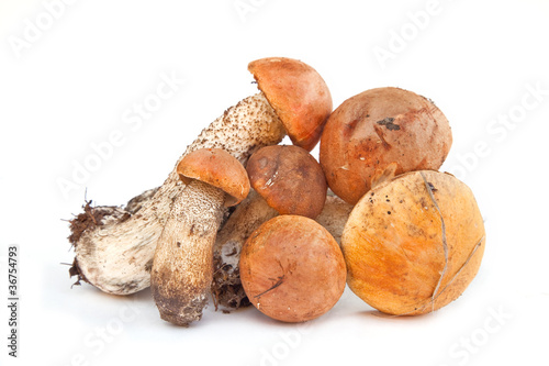 A mushroom is an orange-cap boletus