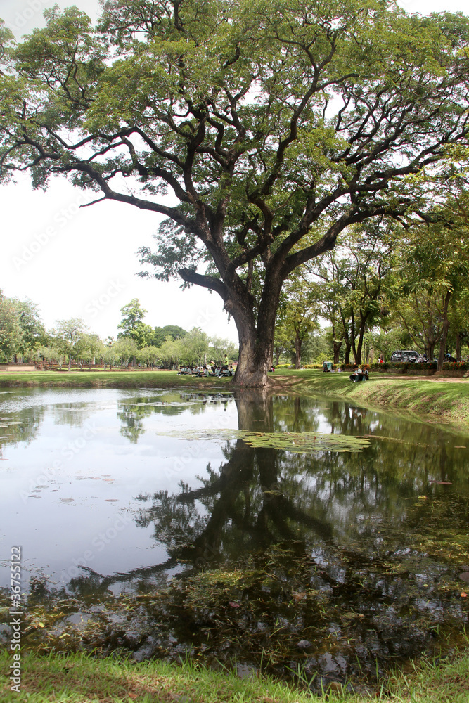 Big tree Big tree