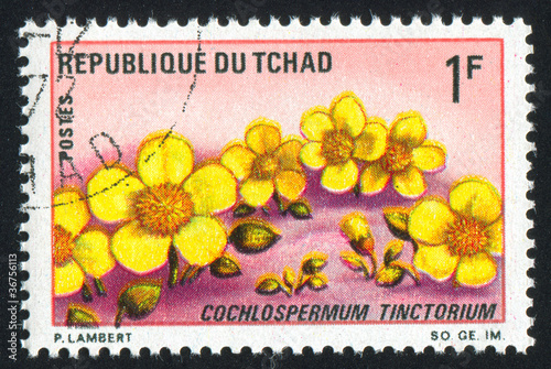 Cochlospermum Tinctorium photo