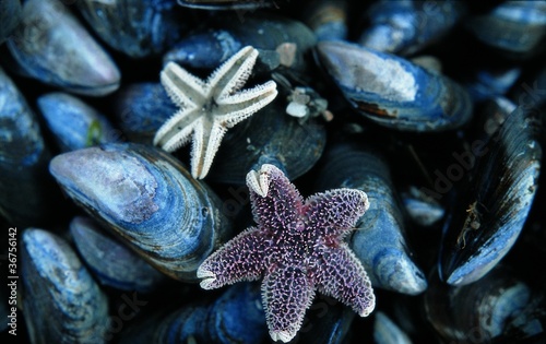 Mussels and seastars photo