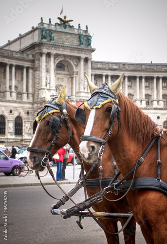 Photography Traditional horse coach Fiaker in Vienna Austria
