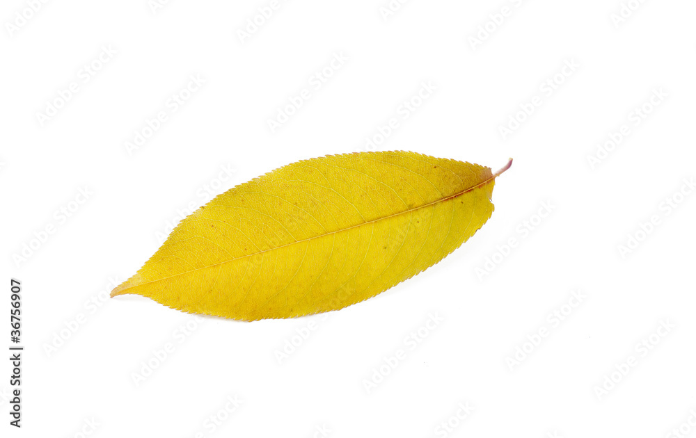 Autumn
