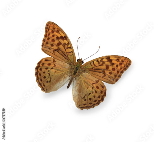 Yellow leopard butterfly isolated on white