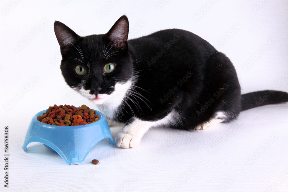chat en train de manger Photos Adobe Stock