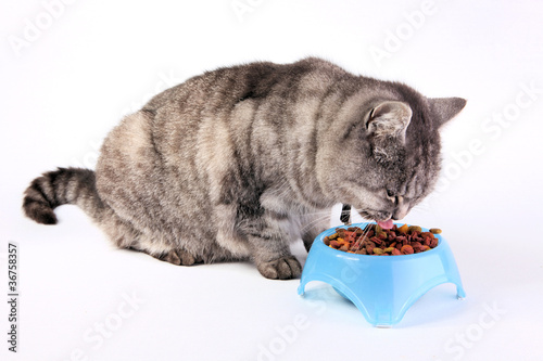 Fototapeta Naklejka Na Ścianę i Meble -  chat en train de manger