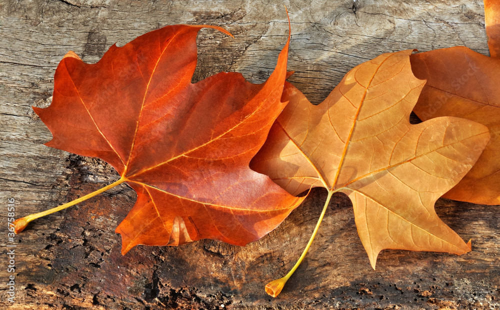 feuilles aux couleur d'automne sur planche de bois abîmée feuilles aux couleur d'automne sur planche de bois abîmée