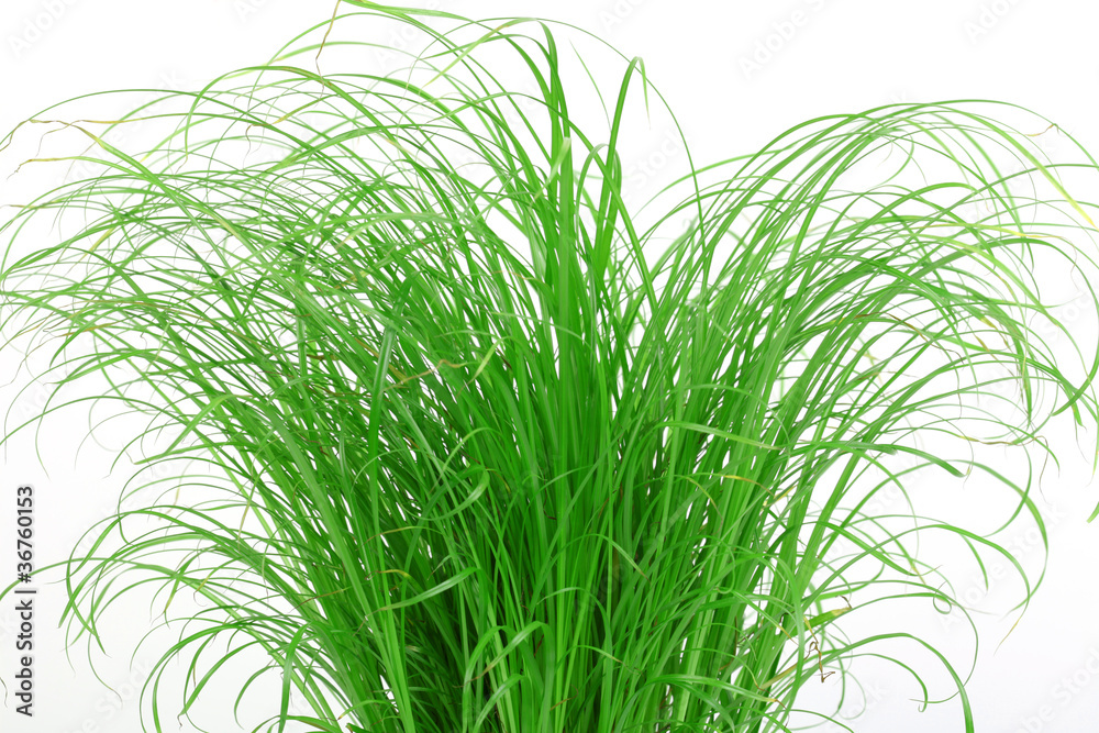 Gras für Katzen Gras für Katzen