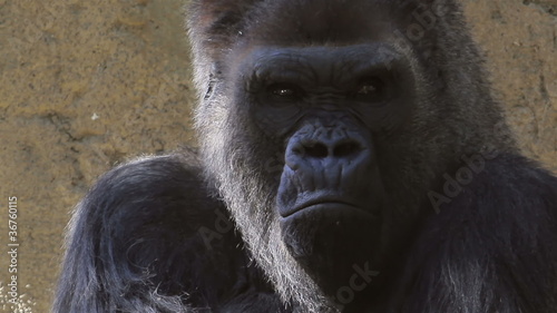 Sad Gorilla