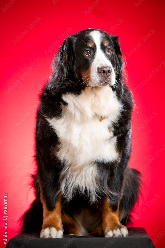 Beautiful Bernese mountain dog (Berner Sennenhund) on the red ba