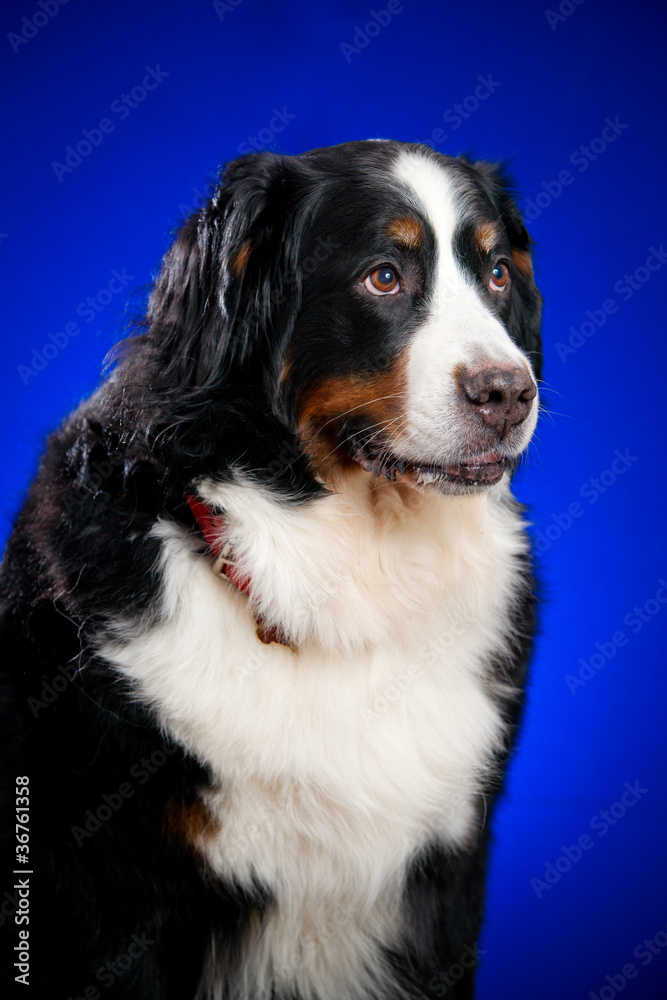 Beautiful Bernese mountain dog (Berner Sennenhund) on the blue b Beautiful Bernese mountain dog (Berner Sennenhund) on the blue b