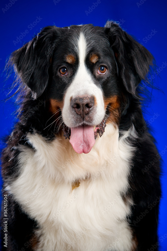 Beautiful Bernese mountain dog (Berner Sennenhund) on the blue b