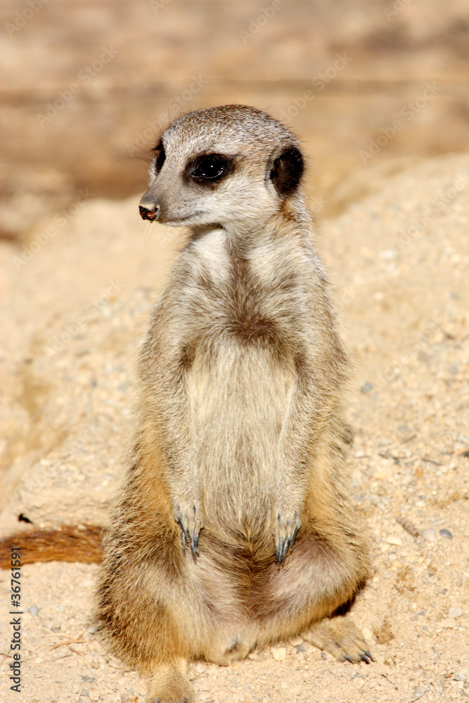 Fototapeta premium suricate