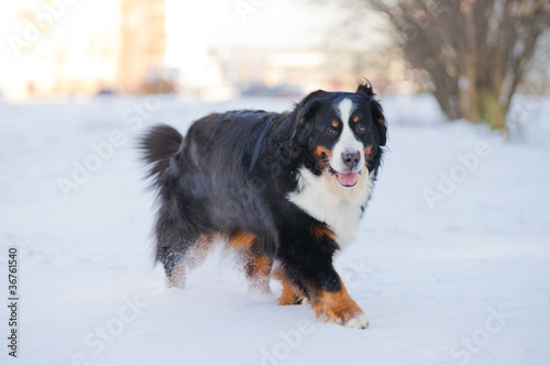 Beautiful bernese mountain dog (Berner Sennenhund) run on snow i