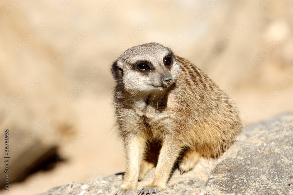Fototapeta premium suricate