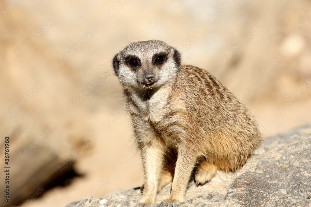 suricate suricate