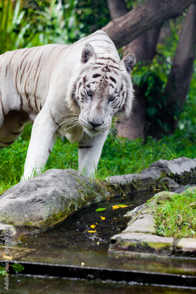 Naklejka premium White Royal Bengal Tiger