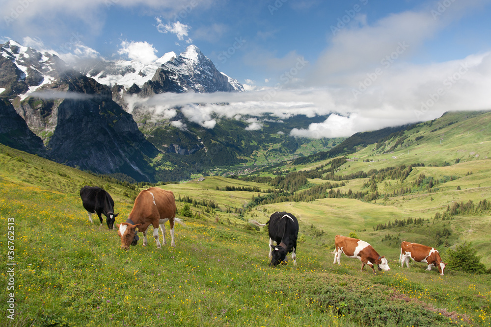 Cows in Alps, Switzerland Cows in Alps, Switzerland