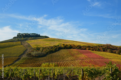 Vineyards in autumn