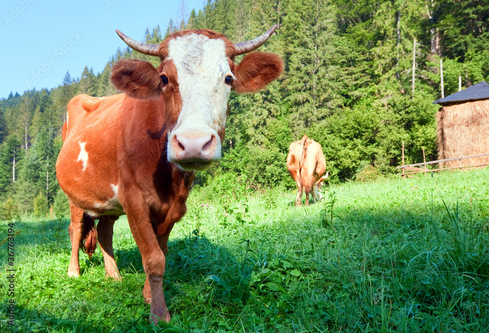 Summer morning country landscape with cows Summer morning country landscape with cows
