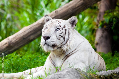 Fototapeta Naklejka Na Ścianę i Meble -  White Royal Bengal Tiger