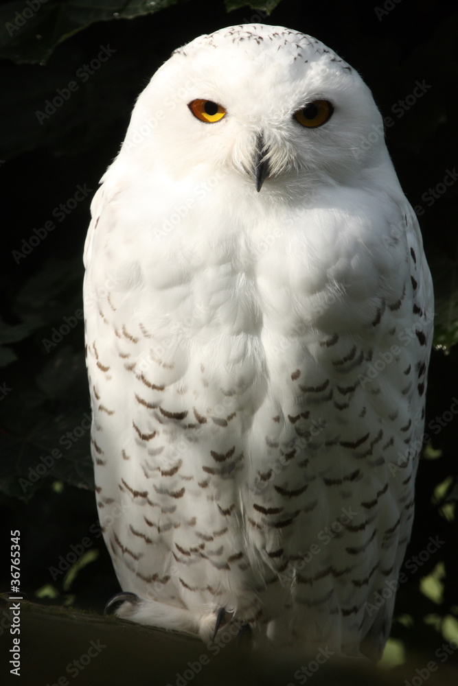 Naklejka premium harfang des neiges