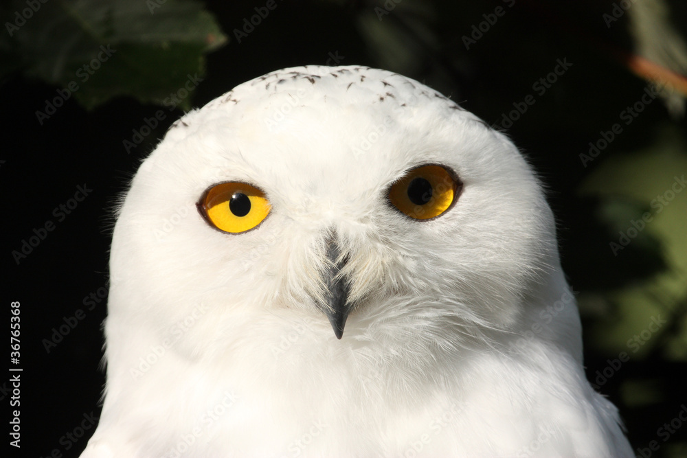 Obraz premium harfang des neiges