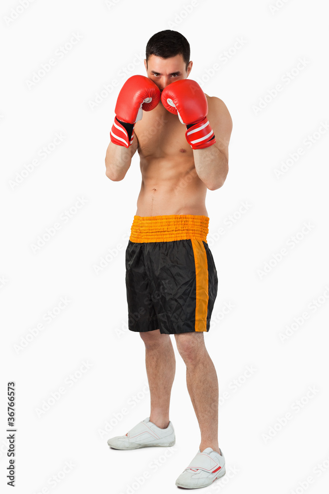 Young boxer taking cover