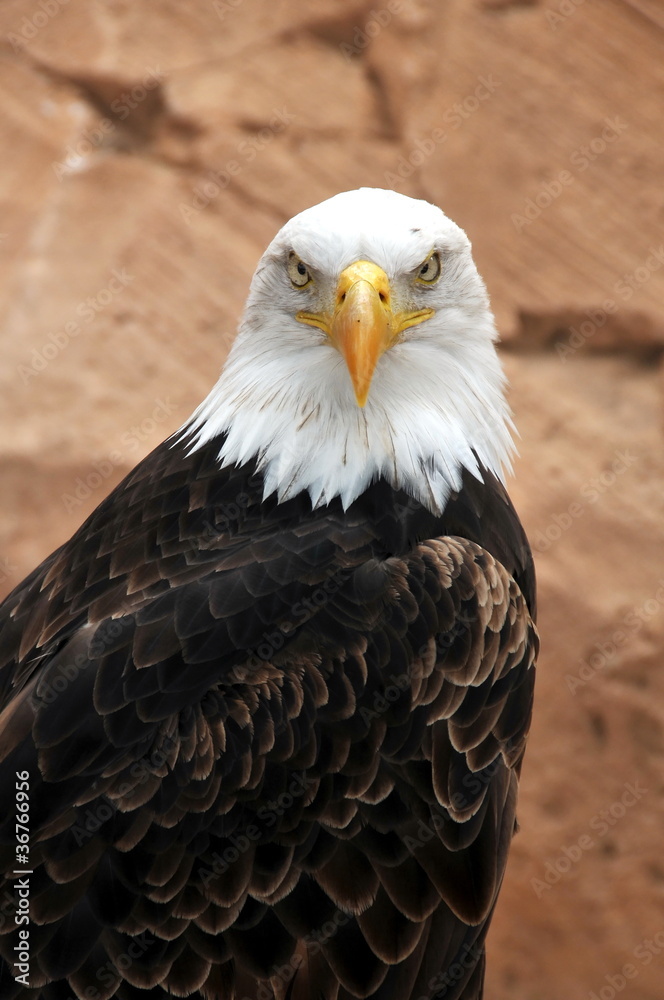 Obraz premium Balt eagle